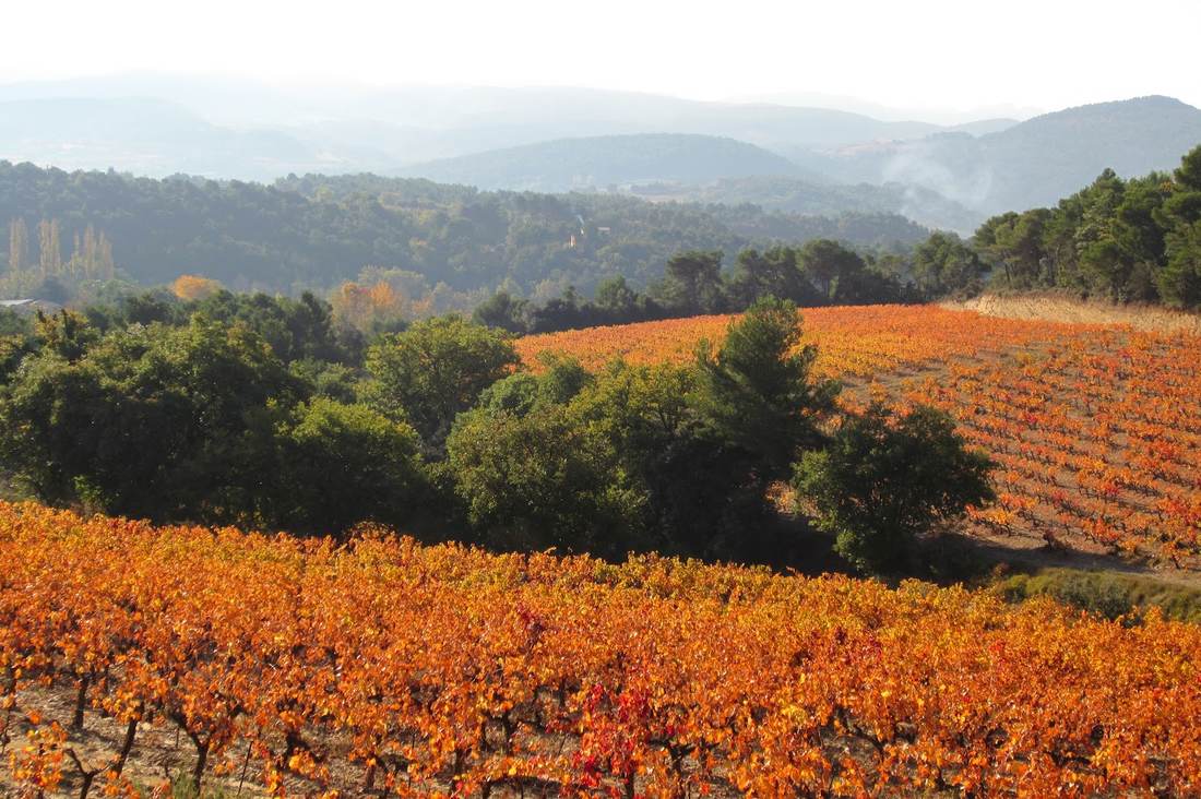 Les vignes parées de couleurs d'automne