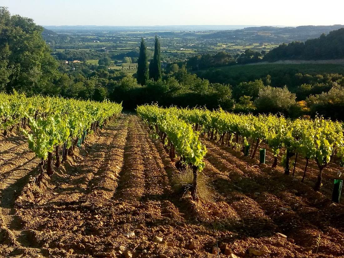 Un rang de vigne descendant vers la vallée