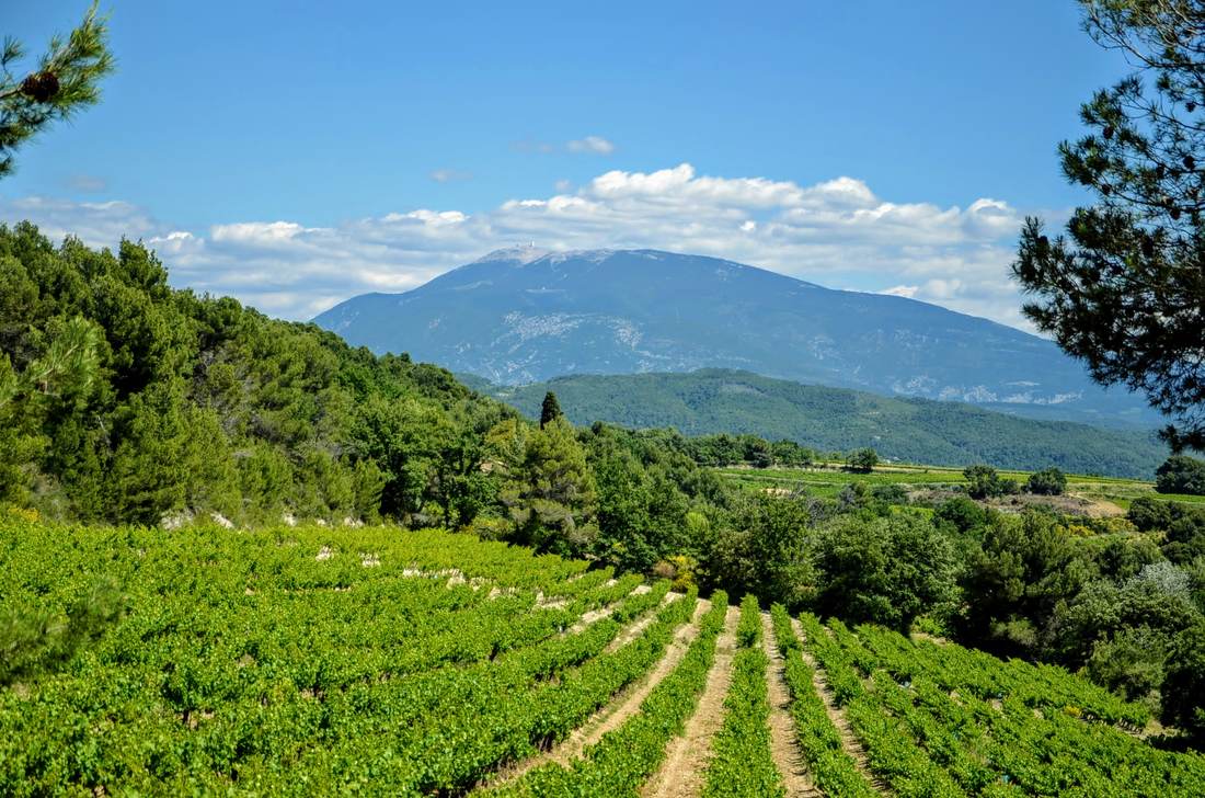 Le vignoble face au Mont Ventoux