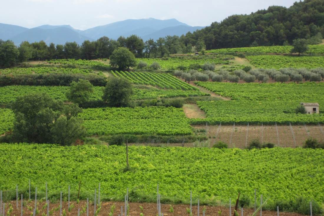 Vignes et oliviers vers Villedieu